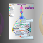 Deze afbeelding toont een overzicht van de emotiegolven binnen Human Design, inclusief de verschillende circuits, poorten en kanalen vanuit het Emotionele Centrum (Solar Plexus). De kaart laat zien hoe emoties bewegen binnen individuele, collectieve en tribale golven, met uitleg over patronen zoals pieken, dalen, pulsen en emotionele crashes. Het Human Design bodygraph bevat kleurcoderingen, kanaalverbindingen en korte beschrijvingen van de emotionele werking per circuit.